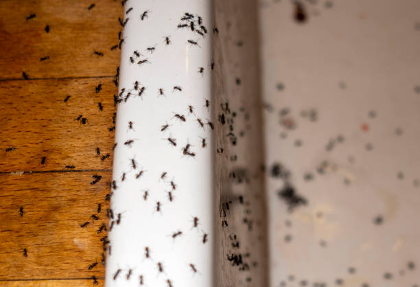 Best Ant Control Services  in Ocala Estates, FL
